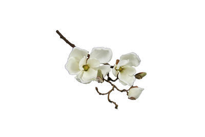 Magnolia Spray Chaica M, biela - 1