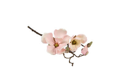Magnolia Spray Chaica M, rosa - 1