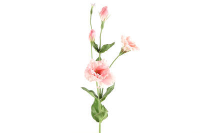 Eustoma - Lisianthus umelý kvet, ružová - 1