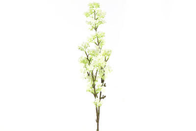 Prunus, biela - 1